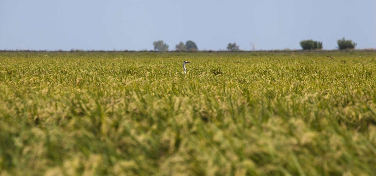 Entorn - Poble Nou del Delta, Delta de l'Ebre - 3