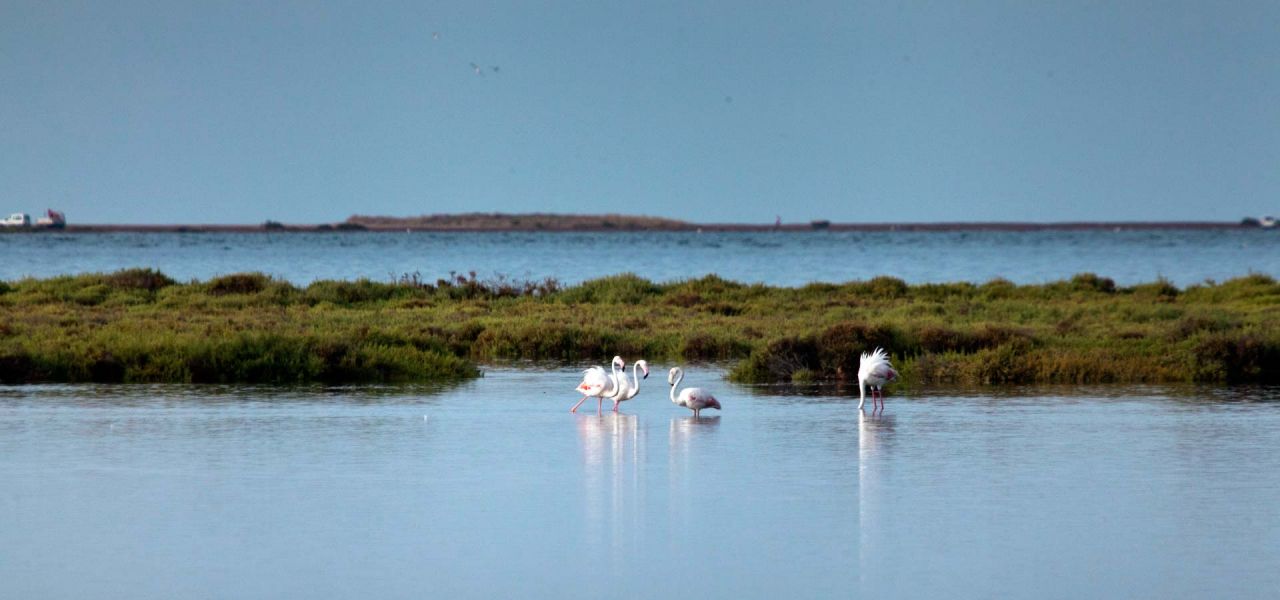 Entorn - Poble Nou del Delta, Delta de l'Ebre - 2