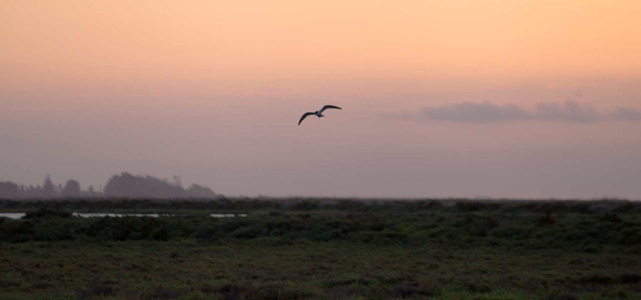 Entorn - Poble Nou del Delta, Delta de l'Ebre - 4